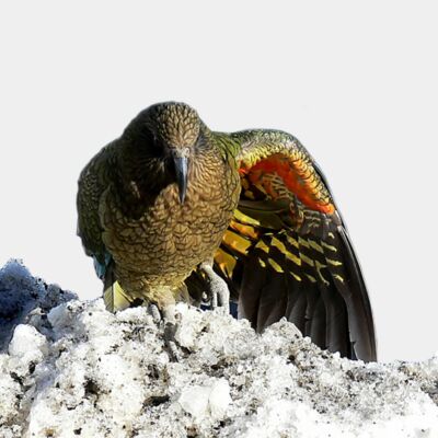 Kea - come rest under my wing Thumbnail